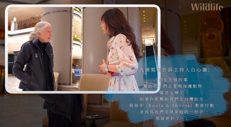 珍古德2025年６月曾告訴三立主播白心儀下一段旅程：死亡。如今她已「啟程出發」，全球不捨落淚。（圖／翻攝自三立SET Wildlife《來自珍古德的一封信》專題）