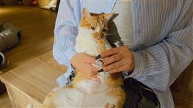 南昌動保教育園區打造友善、專業的認養環境。（圖／牧羊人集團提供） 