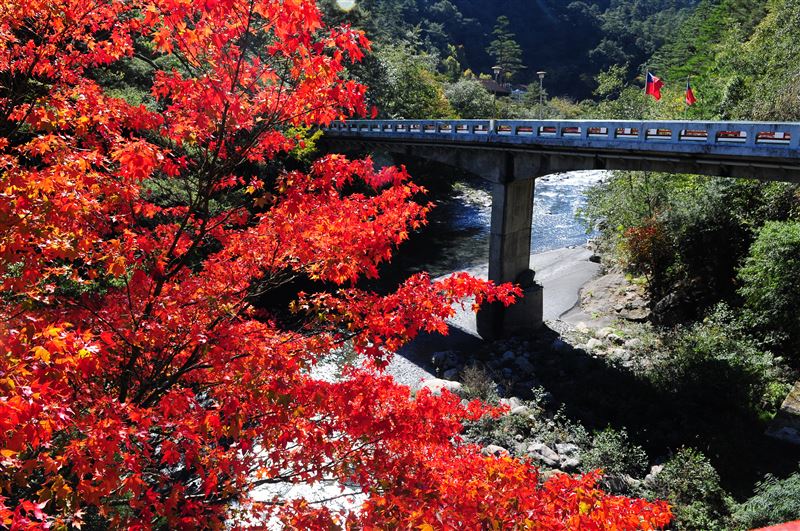 武陵農場秋天楓紅美景。（圖／富野提供）