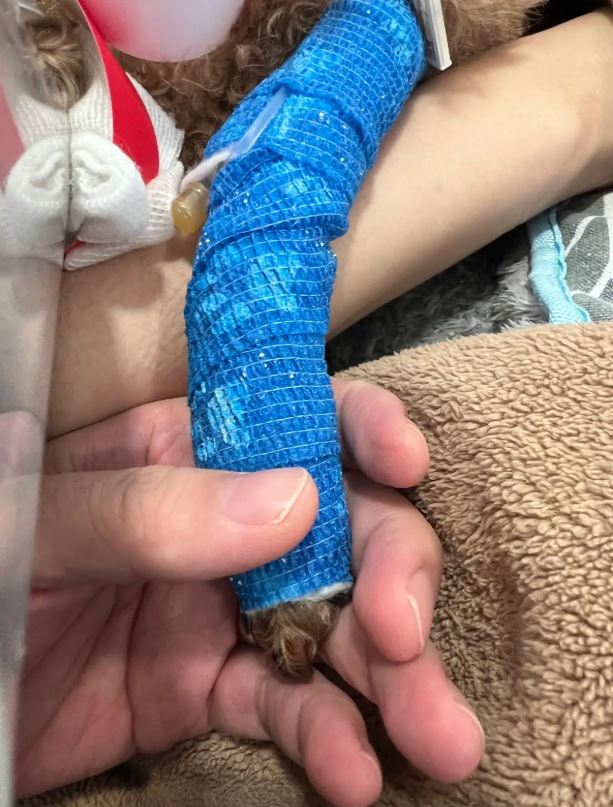 老高與小茉將全心陪伴、照顧力氣。（圖／翻攝自老高與小茉YouTube）