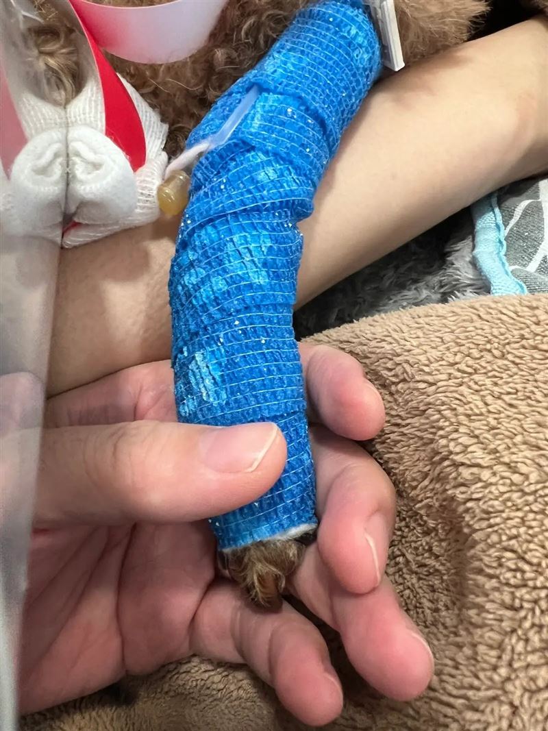 老高的11歲愛犬力氣確診淋巴癌，為了全心陪伴牠對抗病魔，夫妻倆決定即日起無限期停更頻道。（圖／翻攝自老高與小茉YouTube）