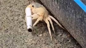 環保局,鼓山區,高雄,菸蒂,馬卡道澤蟹,香菸,柴山（圖／郭高義提供） 