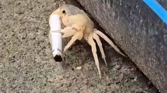 柴山蟹死一片…螯鉗叼菸畫面曝：當人抱歉