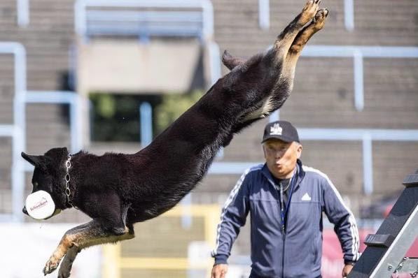 西北犬苑培育的狼犬Dino，比成亮眼，今年加「犬界」，被看好有牌力。（／西北犬苑提供）