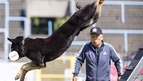 西北訓犬學苑培育的狼犬Dino比賽成績成績傲視歐洲。圖為牠比賽中口咬啞鈴跳躍，連裁判都驚呆。（圖／西北訓犬學苑提供）