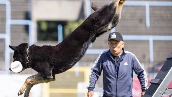 台灣狼犬闖狗界奧運！柯震東愛犬也上過課