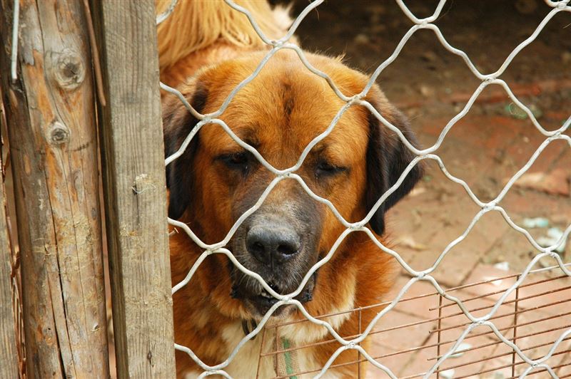 收容所已經無法再收容大量的犬隻，安樂死恐怕會成為必須採取的最後手段。（示意圖／PIXABAY）