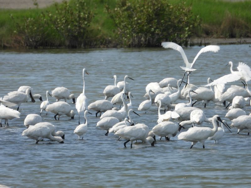 嘉義布袋鹽田濕地位於嘉南平原沿海區域，是國際鳥盟認定的重要野鳥棲息地，黑面琵鷺更是冬季常客，高雄鳥會將招募志工守護這片候鳥樂園。（高雄鳥會提供）