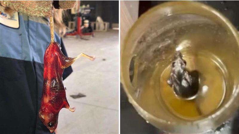 一隻老鼠身體透明可見骨，中國社群聲稱是「泡油14個月」所致，該說法並不正確。（圖／翻攝自抖音）