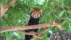台北市立動物園今（3）日表示，可頌自9月檢查出胸腔感染，最終在昨日清晨離世。（圖／臺北市立動物園官網）
