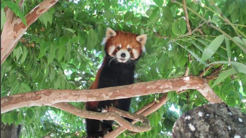 台北市立動物園今（3）日表示，可頌自9月檢查出胸腔感染，最終在昨日清晨離世。（圖／臺北市立動物園官網）
