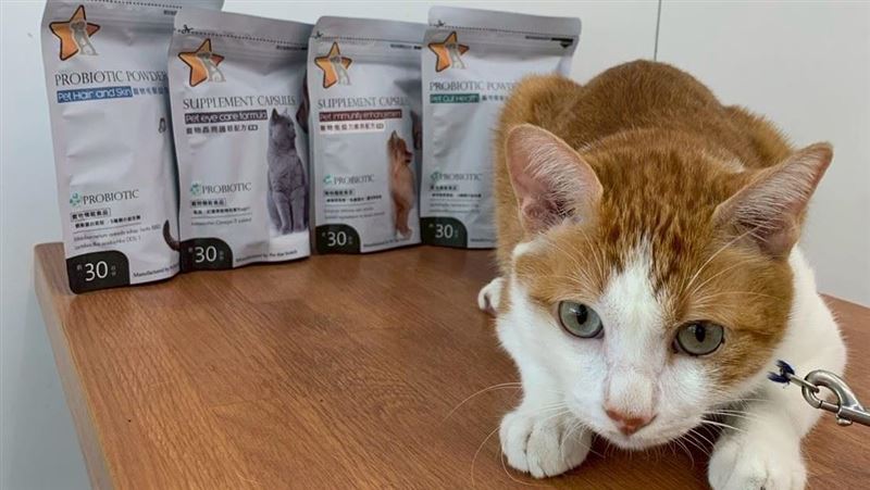 寵物醫療花費不小，國內飼主開始興起預防保健新趨勢。（圖／寵星提供）