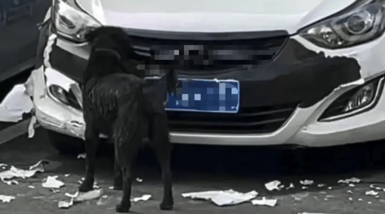 女子一覺醒愛車被狗啃到「面目全非」！現場畫面笑翻眾人。（圖／翻攝自封面新聞）