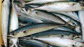 「常見5種魚」恐藏毒　鯖魚、鮭魚都中標