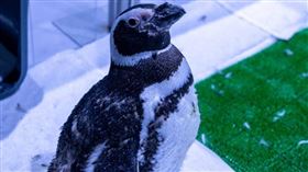 台中海洋館近日收到粉絲客訴小企鵝不認真上班，決定幫忙喊冤。（圖／翻攝自臉書＠台中海洋館）