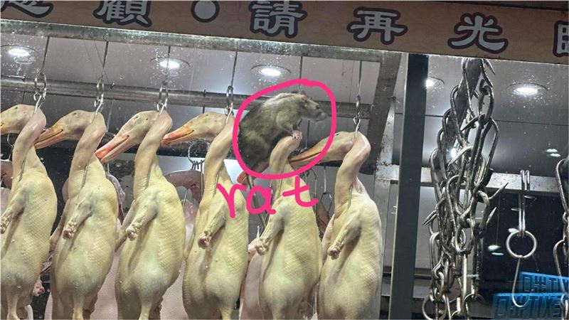 疑似因爬上鴨頭需要用力，畫面中的老鼠對比下不但體型碩大，身上的肌肉線條更是十分明顯，宛如老鼠版浩克。（圖／翻攝臉書香港乳豬乳鴿關注組）