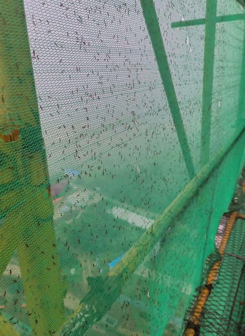 河南多地近日出現被稱為「飛行的硫酸」的隱翅蟲，造成不少民眾皮膚潰爛、紅腫灼痛。（圖／翻攝極目新聞）