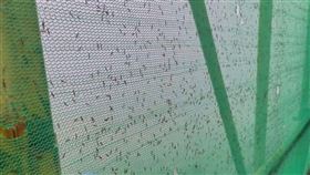 河南多地近日出現被稱為「飛行的硫酸」的隱翅蟲，造成不少民眾皮膚潰爛、紅腫灼痛。（圖／翻攝極目新聞）