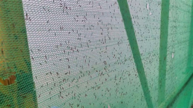 「行走硫酸」爬滿窗　童碰到毒蟲脖爛25天