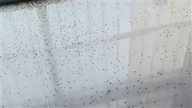 安徽也出現隱翅蟲大軍，一名女子為除蟲噴了四大罐殺蟲劑，雖然蟲是殺死了，但老公也中毒送醫了。（圖／微博@半島都市報）