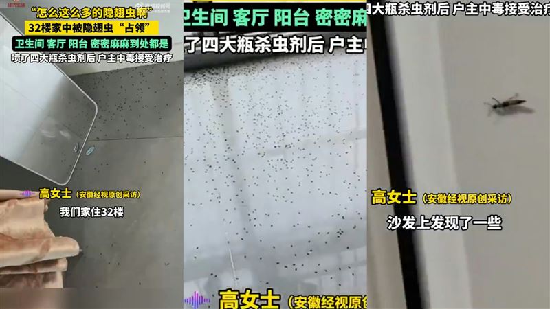 安徽也出現隱翅蟲大軍，一名女子為除蟲噴了四大罐殺蟲劑，雖然蟲是殺死了，但老公也中毒送醫了。（圖／微博@半島都市報）