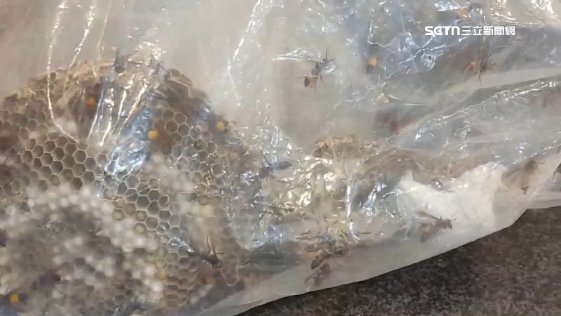 雲林爆發虎頭蜂叮死人的意外