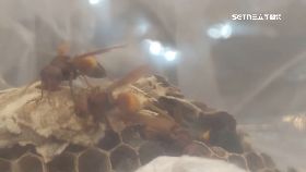 文 廟虎蜂螫死1800