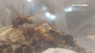 墜60層樓深谷亡…遺體驚見遭虎頭蜂環繞