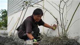 邦查農場負責人蘇秀蓮清理受災家園拯救玫瑰花蓮馬太鞍溪堰塞湖溢流重創光復鄉，受災戶、邦查農場負責人蘇秀蓮（圖）賣力揮動鋤頭，清理農場玫瑰植株周遭淤泥。她說：「它既然努力撐過了大水，我為什麼不給它希望？」中央社記者黃郁菁攝　114年10月6日