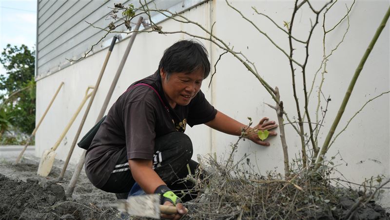 邦查農場負責人蘇秀蓮（圖）賣力揮動鋤頭，清理農場玫瑰植株周遭淤泥。（圖／中央社）