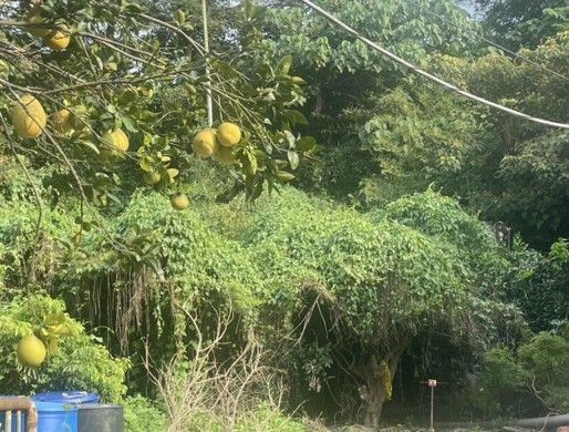 男子失蹤14月在自家果園成枯骨，快樂天堂基金會助喪葬事宜。（圖／縣議員張雪如提供）