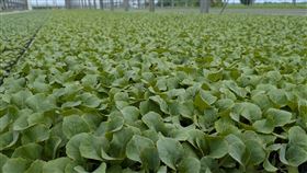 農糧署統計，自8月下旬以來，高麗菜（甘藍）種植量已連續40天達警戒值。圖為育苗場培育甘藍穴盤苗情形。（圖／農糧署提供）