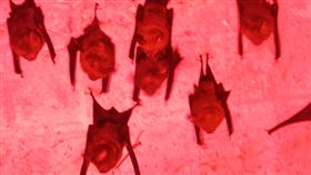 台灣葉鼻蝠為台灣體型最大的食蟲蝙蝠之一，玄天宮棲息數量超過700隻。（圖／池上鄉富興社區發展協會提供）