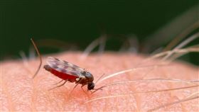蚊子。（示意圖／PIXABAY）