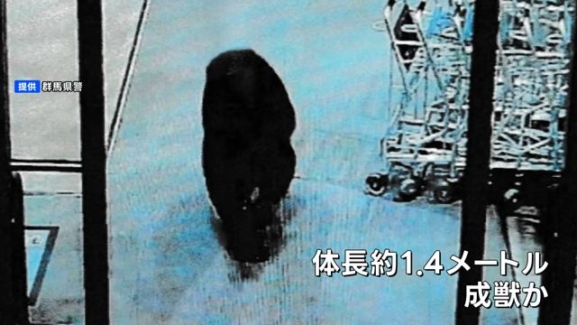 日本群馬縣沼田市昨（7）日傳出黑熊闖入超市攻擊顧客的案件。（圖／取自TBS NEWS）