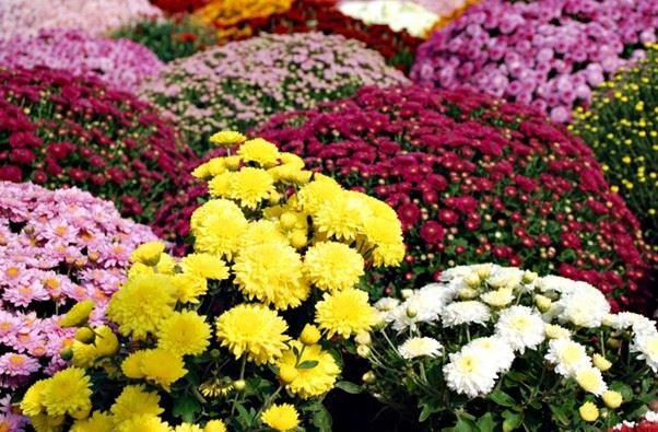 菊花（圖／CANVA製作)