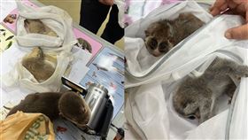 1名台灣男子涉嫌將多隻受保護的野生動物藏於身上，企圖偷運出境返台。（翻攝自กรมอุทยานแห่งชาติ สัตว์ป่า และพันธุ์พืช ）