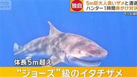 5m巨鯊被捕「肚藏數十幼鯊」觀光客怕下水