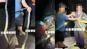 黑眉錦蛇,野生動物保育法,逗弄,違法,
