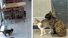 一名店家老闆平時都有餵食流浪貓的習慣，沒想到就在中秋節前夕，一隻流浪貓竟然叼著一條魚走進店裡，之後還把自己的孩子帶來。（圖／翻攝自微博）