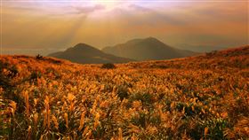  大屯山秋芒（圖／國家公園署提供／蔡俊生攝)