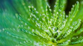 寒露（示意圖／Pexels）