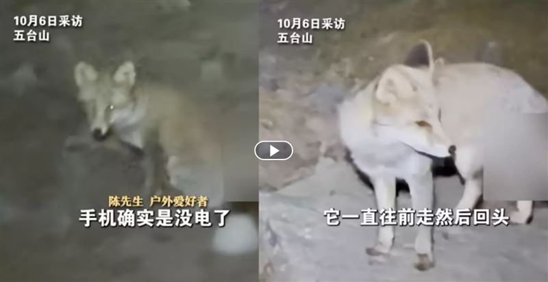 山西五台山傳出「靈狐引路」奇聞，一名男子夜間迷路時遇到一隻狐狸在前方穿梭、回頭示意，他跟隨約10分鐘後竟走回正途。影片曝光後引發「靈獸顯靈」熱議，網友直呼佛地有靈氣。不過專家指出，狐狸只是沿著固定路線覓食，回頭動作屬警戒反應，「神蹟」其實是自然巧合。（圖／翻攝自微博網站）