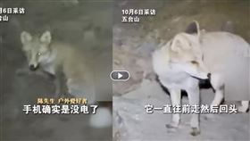山西五台山傳出「靈狐引路」奇聞，一名男子夜間迷路時遇到一隻狐狸在前方穿梭、回頭示意，他跟隨約10分鐘後竟走回正途。影片曝光後引發「靈獸顯靈」熱議，網友直呼佛地有靈氣。不過專家指出，狐狸只是沿著固定路線覓食，回頭動作屬警戒反應，「神蹟」其實是自然巧合。（圖／翻攝自微博網站） 