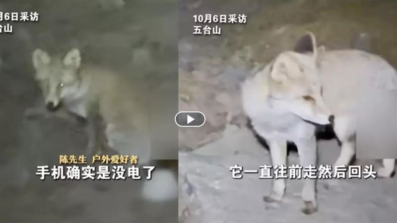 登山客夜困深山!驚現「靈狐帶路」?