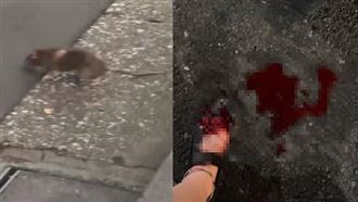 東京爆鼠患攻擊！女遊客遭咬傷濺血送醫