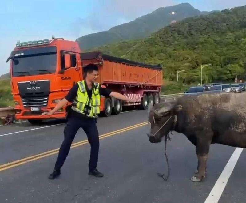 水牛闖入台二線濱海公路上閒逛。（圖／翻攝畫面）