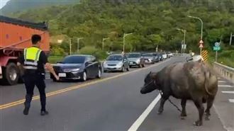 牛魔王闖台2線！從從容容逛大街擋車流