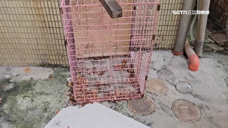 曾經飼養鴨子的籠子如今空置在一旁