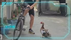 不爽鴨子擋路！高雄單車男先撞倒再輾死　遭判拘役、罰20萬